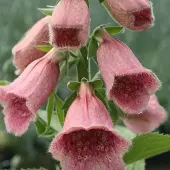 Arborix 6 x Fingerhut 'Mertonensis' Digitalis Topf 9cm Schnittblume