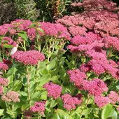 Arborix 6 x Fettblatt 'Herbstfreude' Sedum Topf 9cm Herbstblüher