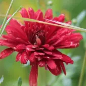 Arborix 6 x Chrysantheme 'Duchess of Edinburgh' Chrysanthemum Topf 9cm Herbstblüher