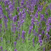 Arborix 6x Lavendel 'Dutch' Lavandula intermedia Topf 9 cm Stark Duftend