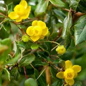 Arborix Berberitze Berberis verruculosa 25 bis 30 cm im Container Immergrün