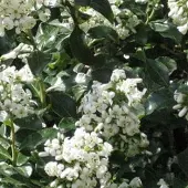 Arborix Andenstrauch 'Iveyi' Escallonia 30 bis 40 cm im Container Immergrün