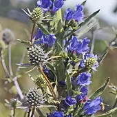 Arborix 6x Natternkopf Echium Vulgare Topf 9 cm Blaue Blüten