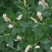 Arborix Clethra alnifolia 50 bis 60 cm im Container Duftende Blüten