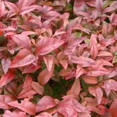 Arborix Himmelsbambus Nandina domestica 30 bis 40 cm im Container Immergrün
