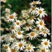 Arborix 6 x Glattblatt-Aster 'White Ladies' Aster novi-belgii Topf 9cm Herbstblüher