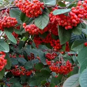 Arborix Fruchtmispel Cotoneaster,acteus 40 bis 60 cm im Container Immergrün