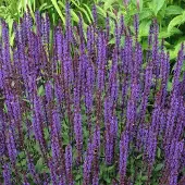Arborix 6 x Salbei 'Ostfriesland' Salvia nemorosa Topf 9cm Schmetterlingspflanze