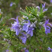 Arborix 6 x Rosmarin Rosmarinus officinalis Topf 9cm Duftend