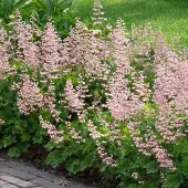Arborix 6 x Heucherella 'Bridget Bloom' Heucherella alba Topf 9cm Beetrandpflanze