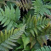 Arborix 6 x Rotschleierfarn Dryopteris erythrosora Topf 9cm Bronzegrünes Laub