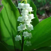 Arborix 6 x Maiglöckchen Convallaria majalis Topf 9cm Weiße Blüten
