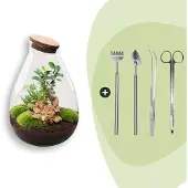 Urbanjngl Diy Terrarium - Tropfen Xl Bonsai - 37 Cm