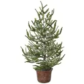 Creativ Green künstliche Pflanze Fichte mit Schnee im Topf, 65 cm, schnee