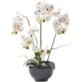 Homescapes KUNSTBLUME Orchidee weiß-pink in Deko-Schale, 62 cm