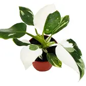 Exotenherz Philodendron White Princess - weiß-grüner Baumfreund - 12cm Topf