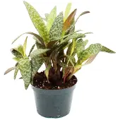 Exotenherz Scilla violacea "Leopard Lily" - Tigerblatt 12cm
