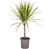 Exotenherz Drachenbaum - Dracaena marginata "Sunray" - Sonnenstrahl - 60-80cm hoch