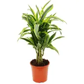 Exotenherz verzweigter Drachenbaum - Dracaena deremensis "Lemon Lime" - 21cm