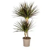 Exotenherz Dracaena Marginata Magenta 19cm Topf - Höhe 70-90cm