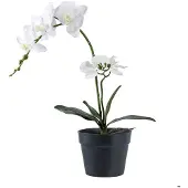 Ebuy24 Orchid