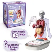 Canal Toys Vozpedia Des Menschlichen Körpers