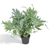 Everspring Goldtüpfelfarn Blue Star - Ø17cm - 50cm