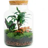 Urbanjngl Diy Terrarium - Milchige Palme - ↕ 30 Cm