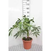 GRDplanten Fatsia poly. 'Green Fingers' - Zimmeraralie 60- + cm Container