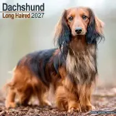 Avonside Publishing Ltd. Dackel Langhaar Kalender 2027