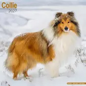 Avonside Publishing Ltd. Schottischer Hütehund Kalender 2027