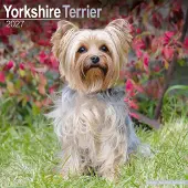 Avonside Publishing Ltd. Yorkshire Terrier Kalender 2027