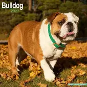 Avonside Publishing Ltd. Englische Bulldogge Kalender 2027