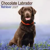 Avonside Publishing Ltd. Labrador Retriever braun Kalender 2027