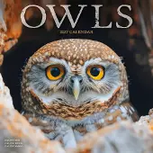 Avonside Publishing Ltd. Eulen Kalender 2027