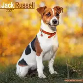 Avonside Publishing Ltd. Jack-Russell-Terrier Kalender 2027