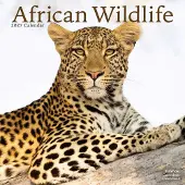 Avonside Publishing Ltd. Afrikanische Wildtiere Kalender 2027