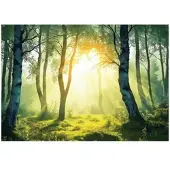 WALLARENA Fototapete Wald in Grün | Gr.: 350 x 250 cm