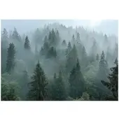 WALLARENA Fototapete Wald in Grün | Gr.: 250 x 175 cm