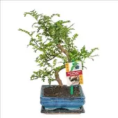 Exotenherz Szechuan-Bonsai-Pfeffer – Zanthoxylum piperitum – ca. 6 Jahre alt