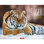 Sonstige Verlage Wandkalender 'Tiger' mit Sibirischen, Sumatra- und Königstigern 44 x 34 cm Querformat
