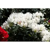 Pflanzen für Dich Rhododendron 'Cunninghams White', weiß, 30–40 cm