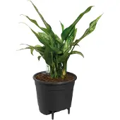 Elho Selbstbewässerungseinsatz 17 living schwarz indoor l 17 x b 17 x h 15,7 cm (zwart)