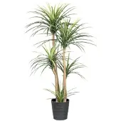 Creativ Green künstliche Pflanze Dracaena, ca 160cm