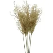 Décoris Trockenblumen Pampasgras 55cm getrockneter Gräser Hochzeitsdeko Natur