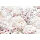 Komar Fototapete "Spring Roses - Größe 368 x 254 cm" bedruckt glatt Wohnzimmer, Schlafzimmer