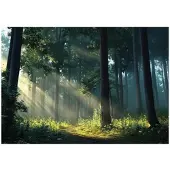 WALLARENA FOTOTAPETE Wald Sonne Natur Wohnzimmer Vlies Tapete 350x250