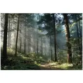 WALLARENA Fototapete Wald in Grün | Gr.: 350 x 250 cm