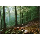 WALLARENA FOTOTAPETE Wald 3D Effekt Natur Wohnzimmer 250x175