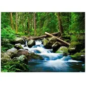 WALLARENA Fototapete Wald in Grün | Gr.: 300 x 210 cm